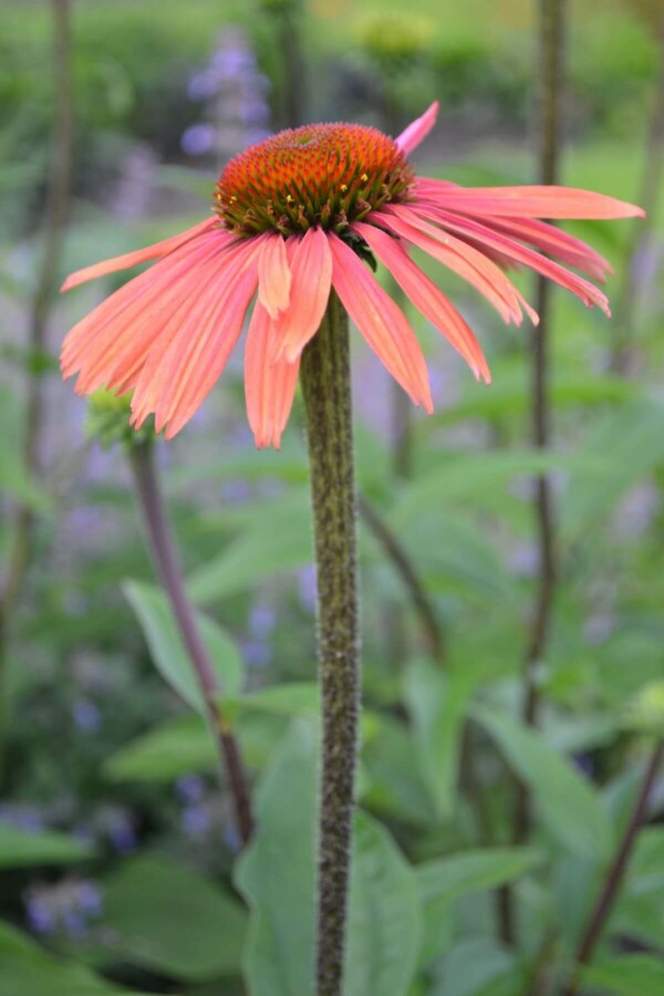 Havepurpursolhat Echinacea purpurea 'Summer Cocktail' 5-10 potte P9 Echinacea purpurea 'Summer Cocktail'