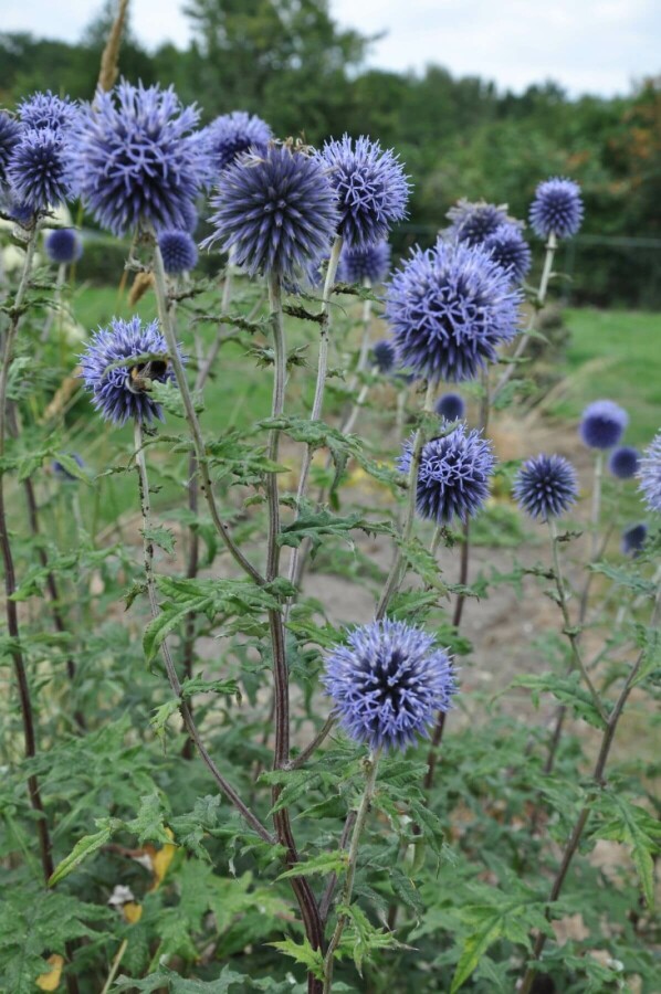 Blå tidselkugle Echinops bannaticus 'Blue Glow' 10-15 potte C2 Echinops bannaticus 'Blue Glow'