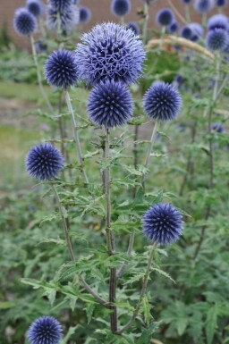 Blå tidselkugle Echinops bannaticus 'Blue Glow' 5-10 potte P9