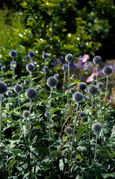 Blå tidselkugle Echinops bannaticus 'Taplow Blue' 5-10 potte P9 Echinops bannaticus 'Taplow Blue'