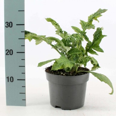 Glat tidselkugle Echinops ritro 10-15 potte C2 Echinops ritro