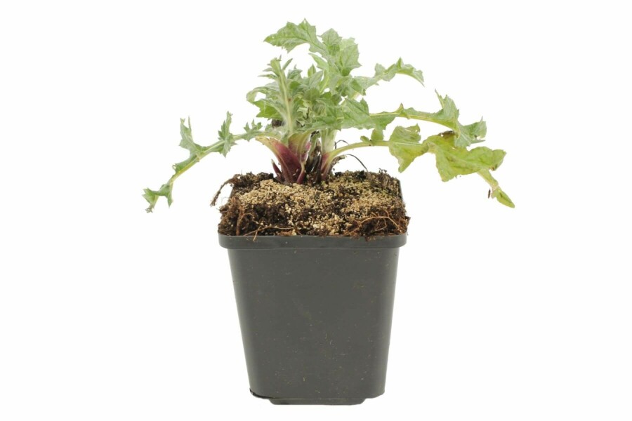 Glat tidselkugle Echinops ritro 5-10 potte P9 Echinops ritro