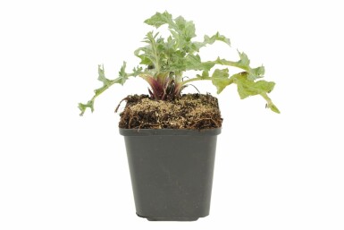 Glat tidselkugle Echinops ritro 5-10 potte P9 Echinops ritro