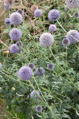 Glat tidselkugle Echinops ritro 'Veitch's Blue' 5-10 potte P9