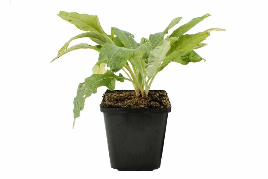 Glat tidselkugle Echinops ritro 'Veitch's Blue' 5-10 potte P9 Echinops ritro 'Veitch's Blue'