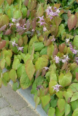 Storblomstret bispehue Epimedium grandiflorum 'Lilafee' 5-10 potte P9 Epimedium grandiflorum 'Lilafee'