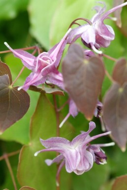 Storblomstret bispehue Epimedium grandiflorum 'Lilafee' 5-10 potte P9 Epimedium grandiflorum 'Lilafee'