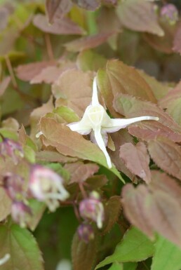 Storblomstret bispehue Epimedium grandiflorum 'Lilafee' 5-10 potte P9