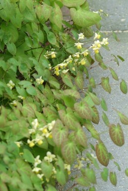 Bispehue Epimedium × perralchicum 'Frohnleiten' 5-10 potte P9
