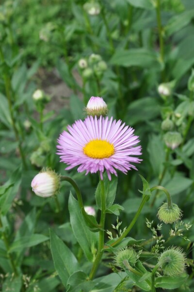 Bakkestjerne Erigeron 'Rosa Jewel' 5-10 potte P9 Erigeron 'Rosa Jewel'