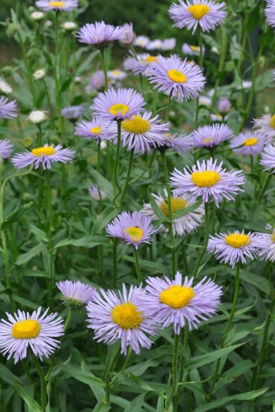 Havebakkestjerne Erigeron speciosus 'Superbus' 5-10 potte P9 Erigeron speciosus 'Superbus'