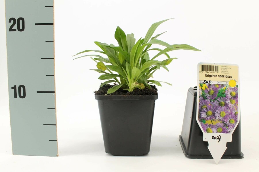 Havebakkestjerne Erigeron speciosus 'Superbus' 5-10 potte P9 Erigeron speciosus 'Superbus'