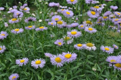 Havebakkestjerne Erigeron speciosus 'Superbus' 5-10 potte P9