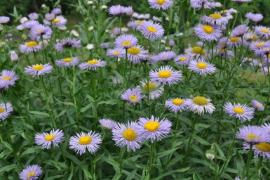 Havebakkestjerne Erigeron speciosus 'Superbus' 5-10 potte P9 Erigeron speciosus 'Superbus'