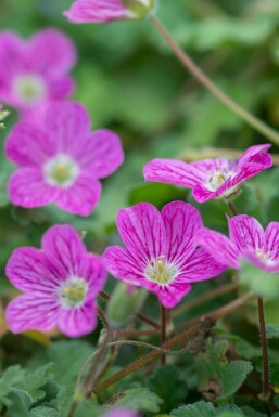 Hejrenæb Erodium × variabile 'Bishop's Form' 5-10 potte P9