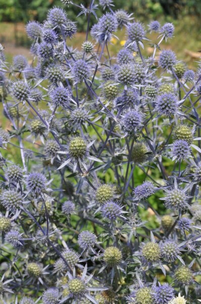 Russisk mandstro Eryngium planum 5-10 potte P9 Eryngium planum
