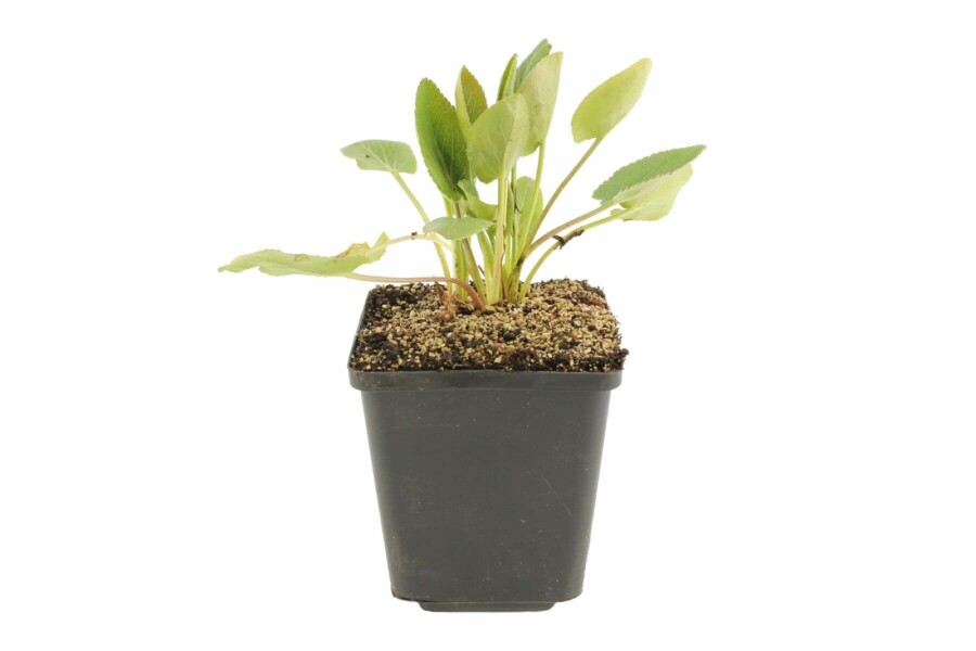 Russisk mandstro Eryngium planum 5-10 potte P9 Eryngium planum