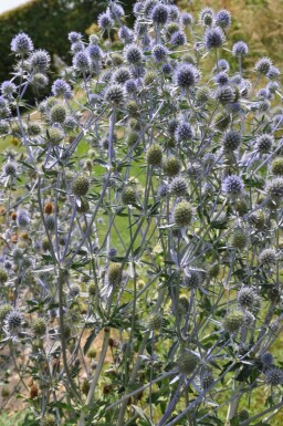 Russisk mandstro Eryngium planum 5-10 potte P9 Eryngium planum