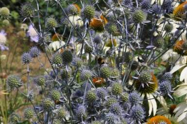 Russisk mandstro Eryngium planum 5-10 potte P9 Eryngium planum