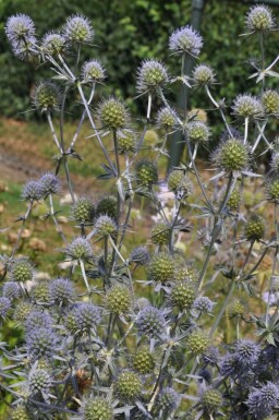 Russisk mandstro Eryngium planum 5-10 potte P9 Eryngium planum
