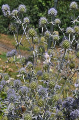 Russisk mandstro Eryngium planum 5-10 potte P9