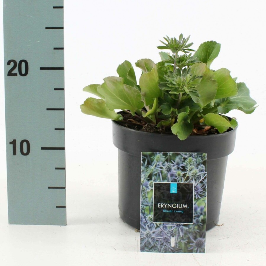 Russisk mandstro Eryngium planum 'Blauer Zwerg' 10-15 potte C2 Eryngium planum 'Blauer Zwerg'