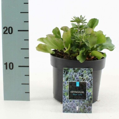 Russisk mandstro Eryngium planum 'Blauer Zwerg' 10-15 potte C2 Eryngium planum 'Blauer Zwerg'
