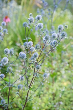 Russisk mandstro Eryngium planum 'Blauer Zwerg' 5-10 potte P9 Eryngium planum 'Blauer Zwerg'