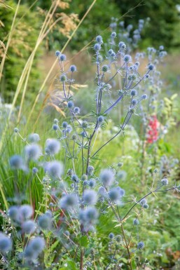 Russisk mandstro Eryngium planum 'Blauer Zwerg' 5-10 potte P9 Eryngium planum 'Blauer Zwerg'