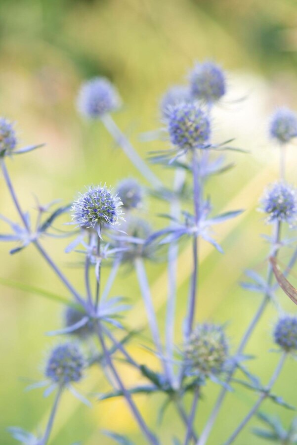 Russisk mandstro Eryngium planum 'Blauer Zwerg' 5-10 potte P9 Eryngium planum 'Blauer Zwerg'