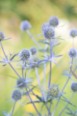 Russisk mandstro Eryngium planum 'Blauer Zwerg' 5-10 potte P9 Eryngium planum 'Blauer Zwerg'