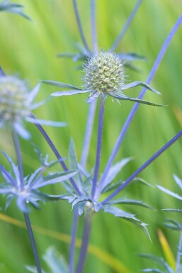 Russisk mandstro Eryngium planum 'Blauer Zwerg' 5-10 potte P9 Eryngium planum 'Blauer Zwerg'