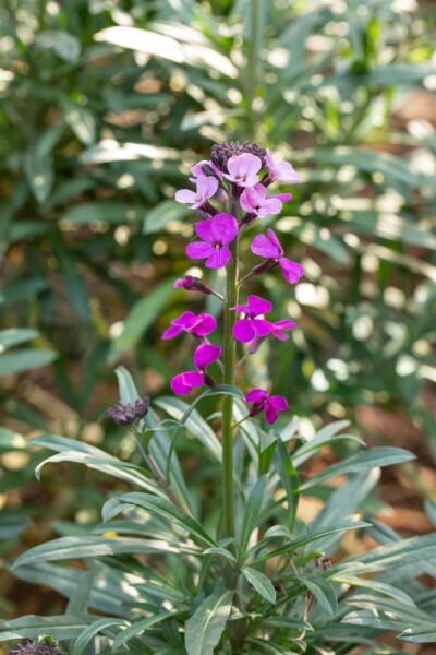Hjørneklap Erysimum 'Bowles Mauve' 5-10 potte P9 Erysimum 'Bowles Mauve'