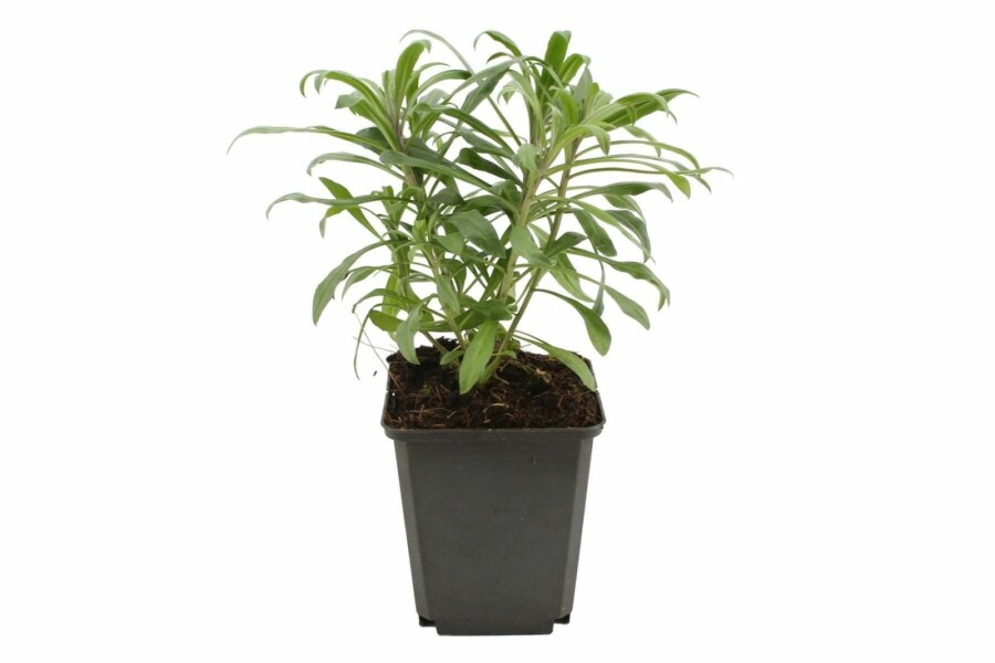 Hjørneklap Erysimum 'Bowles Mauve' 5-10 potte P9 Erysimum 'Bowles Mauve'