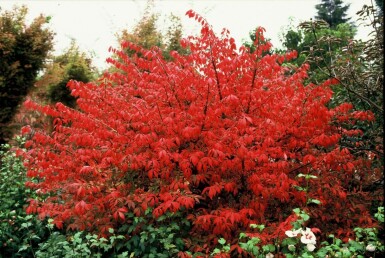 Vinget benved Euonymus alatus busk 20-30 potte C2