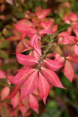 Vinget benved Euonymus alatus busk 20-30 potte C2