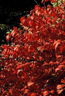 Vinget benved Euonymus alatus 'Compactus' busk 20-30 potte C3