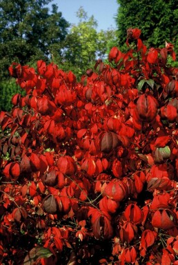 Vinget benved Euonymus alatus 'Compactus' busk 20-30 potte C3