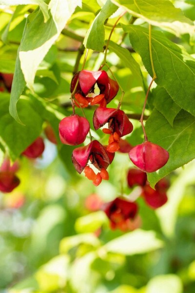 Almindelig benved Euonymus europaeus 'Red Cascade' busk 125-150 potte C12 Euonymus europaeus 'Red Cascade' busk 125-150 cm