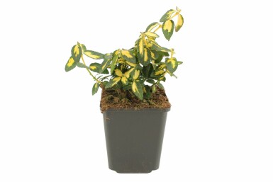 Krybende benved Euonymus fortunei 'Blondy' busk 5-10 potte P9