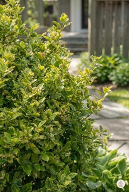 Euonymus fortunei 'Blondy' busk 5-10 cm