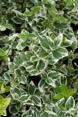 Krybende benved Euonymus fortunei 'Emerald Gaiety' busk 5-10 potte P9