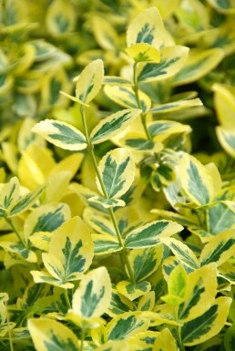 Krybende benved Euonymus fortunei 'Emerald 'n Gold' busk 5-10 potte P9