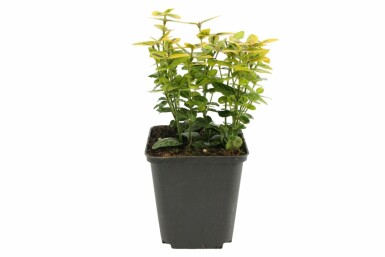 Krybende benved Euonymus fortunei 'Emerald 'n Gold' busk 5-10 potte P9