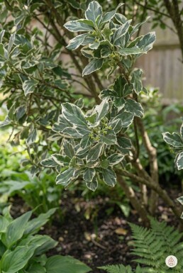 Euonymus fortunei 'Harlequin' busk 20-30 cm