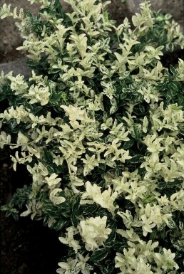 Krybende benved Euonymus fortunei 'Harlequin' busk 5-10 potte P9