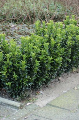 Japansk benved Euonymus japonicus 'Green Spire' busk 10-15 potte P9