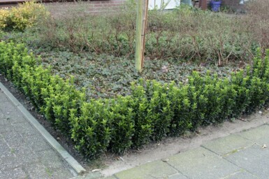 Japansk benved Euonymus japonicus 'Green Spire' busk 10-15 potte P9