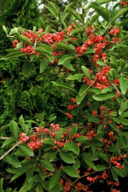 Benved Euonymus phellomanus busk 20-30 potte C2