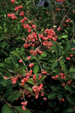 Benved Euonymus phellomanus busk 20-30 potte C2